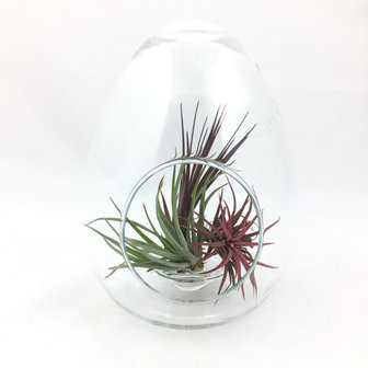 Glazen terrarium ei | Sprinkel + Hop