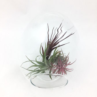 Glazen terrarium ei | Sprinkel + Hop